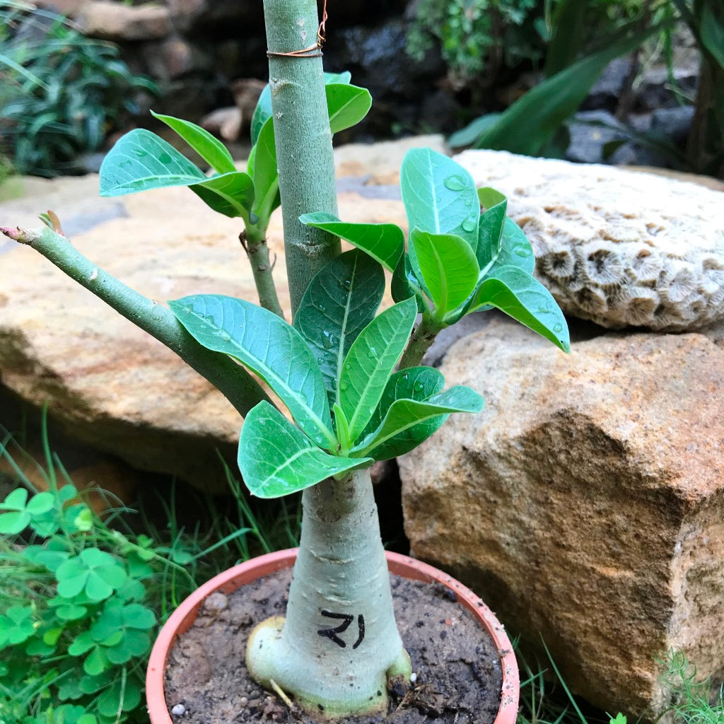 Adenium Arabicum - PMK+GC Plant - myBageecha