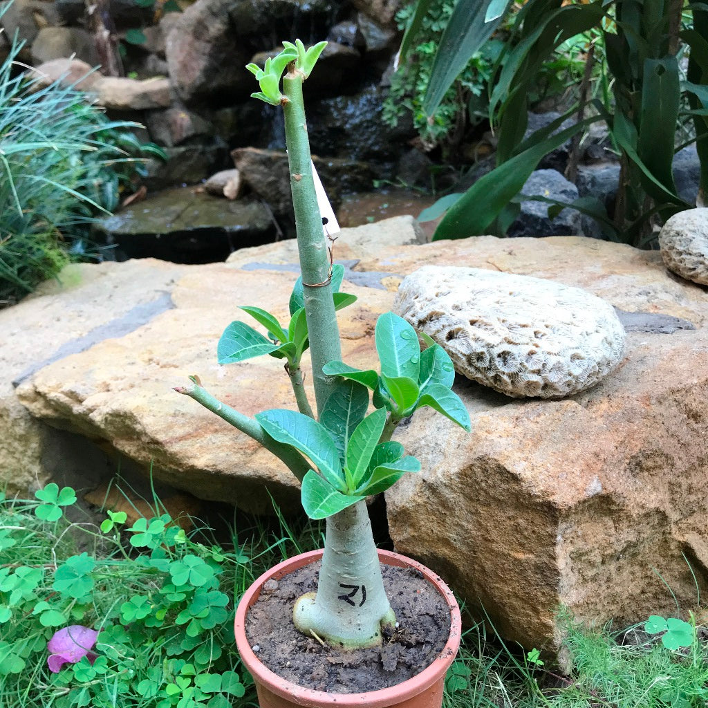 Adenium Arabicum - PMK+GC Plant - myBageecha