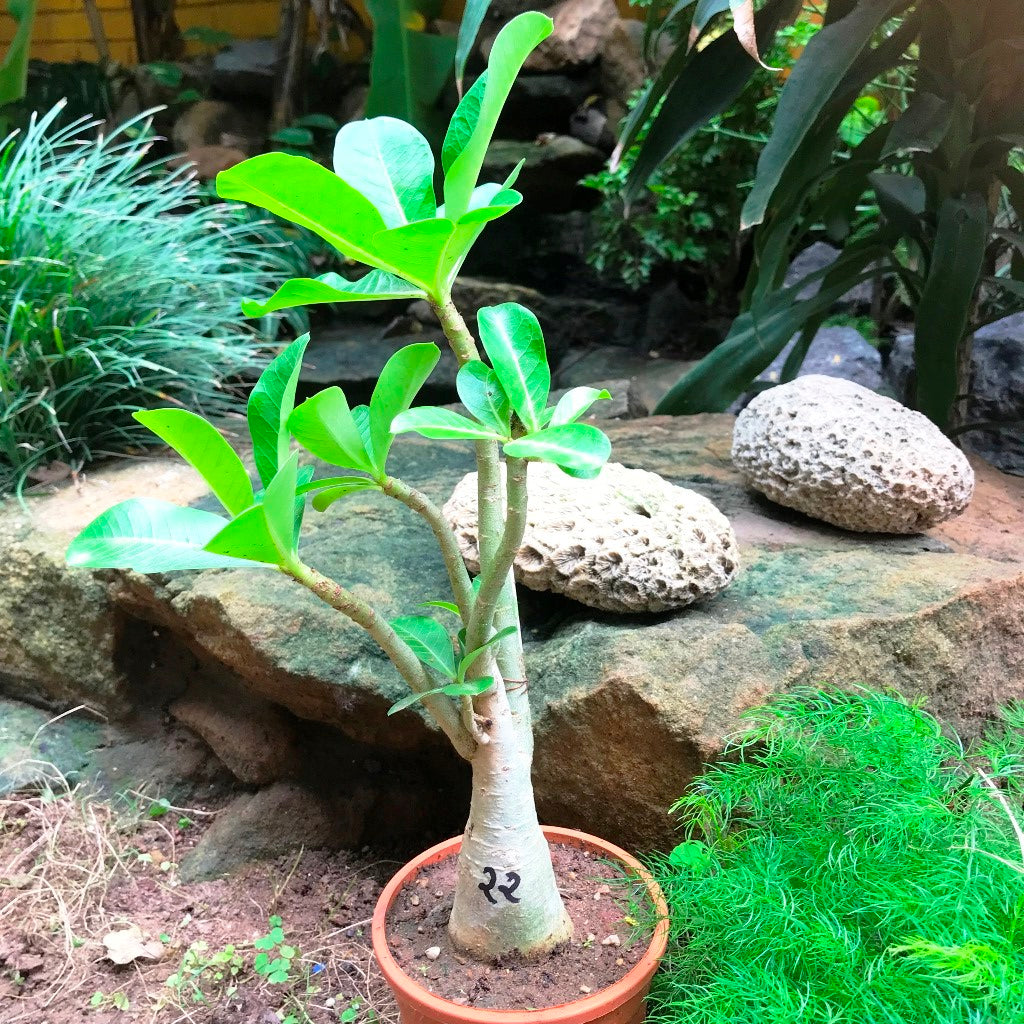 Adenium Arabicum - PMK Plant - myBageecha