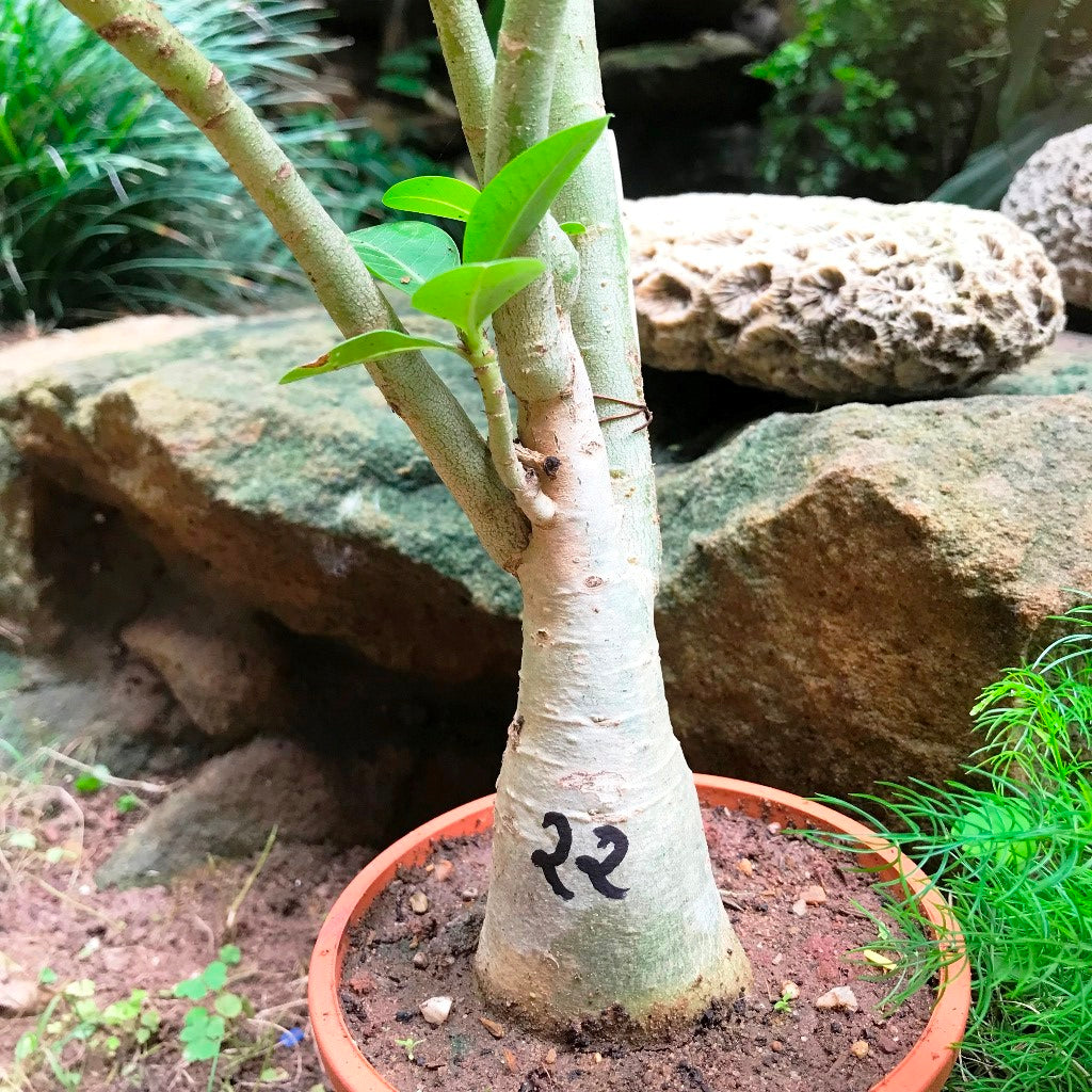 Adenium Arabicum - PMK Plant - myBageecha