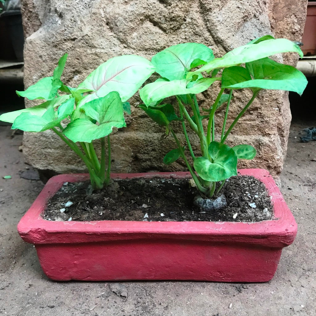 Set of 4 Sleek Rectangle Terracotta Tray front view – myBageecha