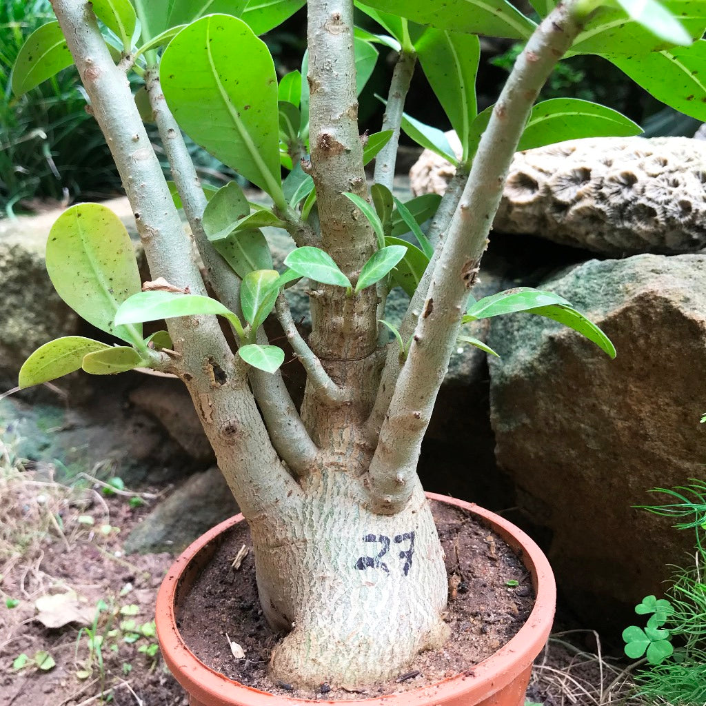 Adenium Arabicum - LL+FB Plant - myBageecha