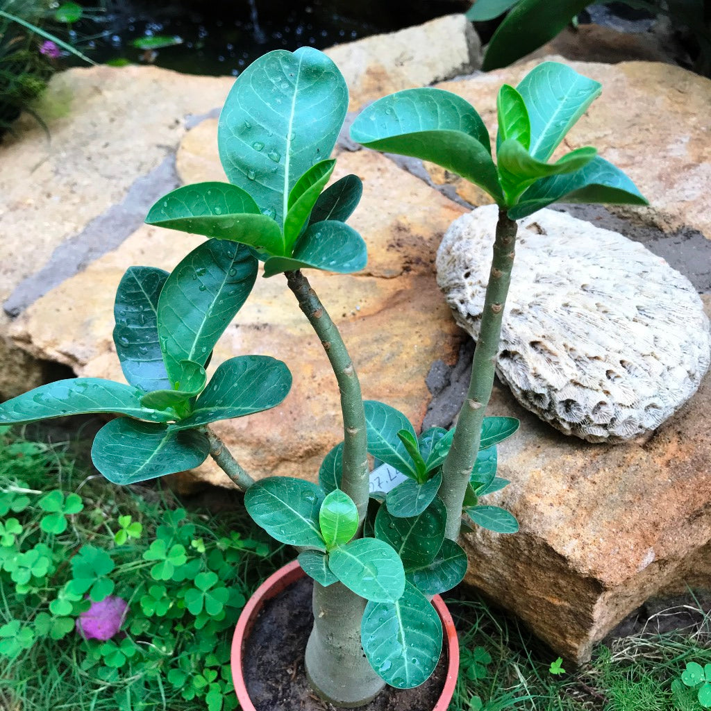 Adenium Arabicum - LL+FB Plant - myBageecha