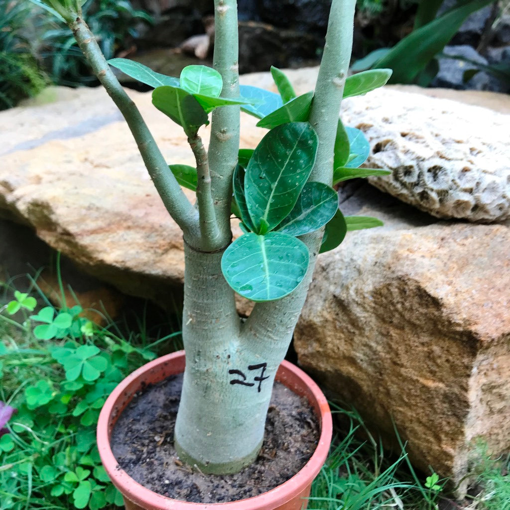 Adenium Arabicum - LL+FB Plant - myBageecha