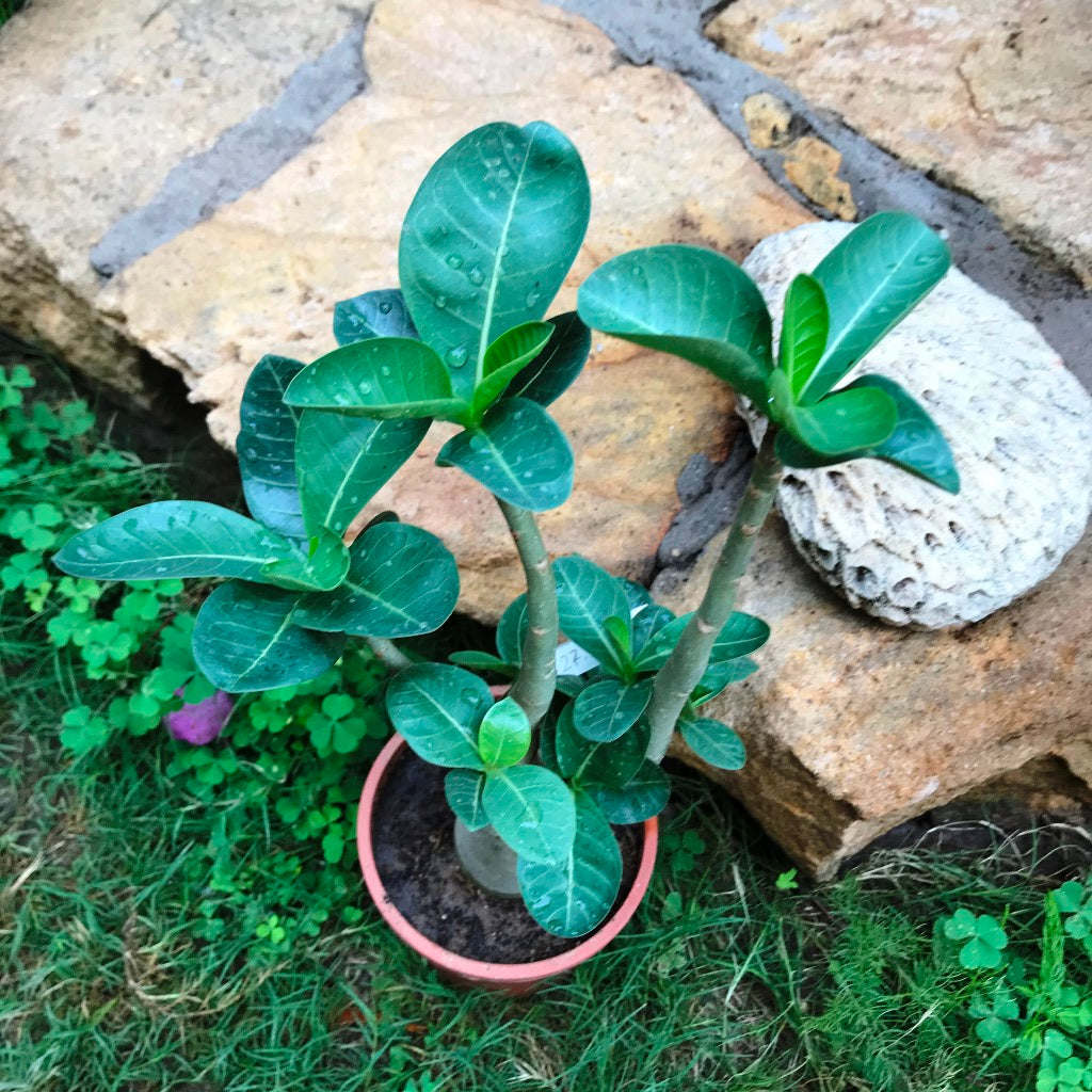 Adenium Arabicum - LL+FB Plant - myBageecha