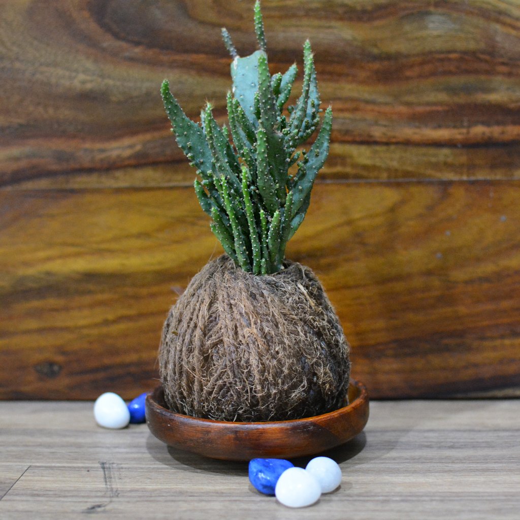 Kokedama Moss Ball Opuntia Monocantha Fma Variegata Montruosa Plant - myBageecha