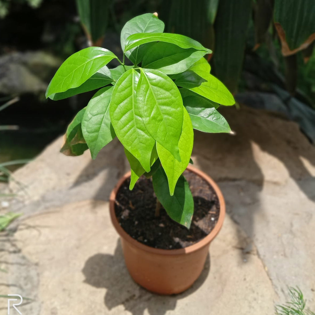 Garlic Vine Plant - myBageecha