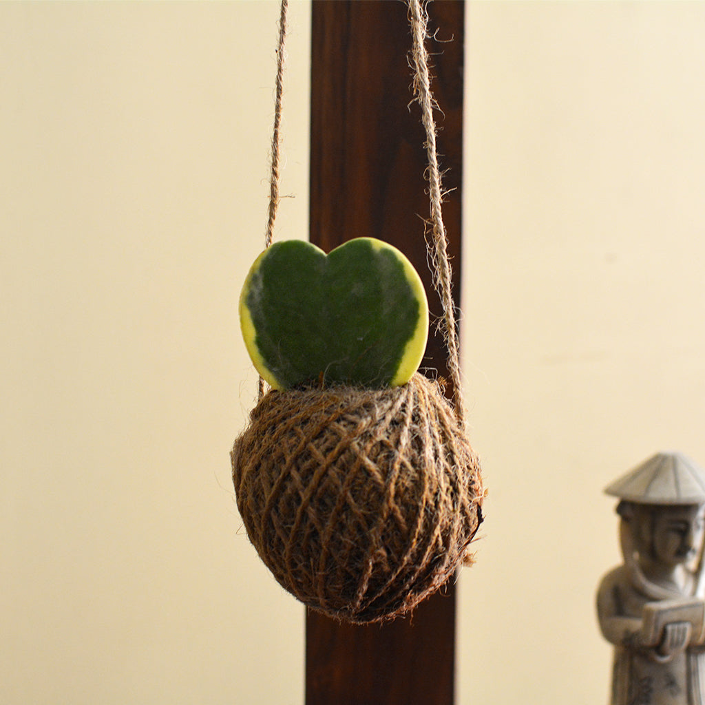 Kokedama Moss Ball Hoya Keri Plant - myBageecha