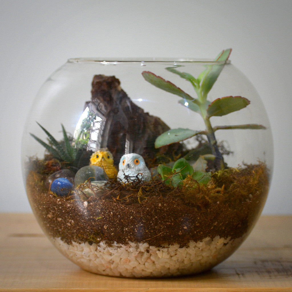 Starry Nights terrarium close‑up of miniatures - myBageecha