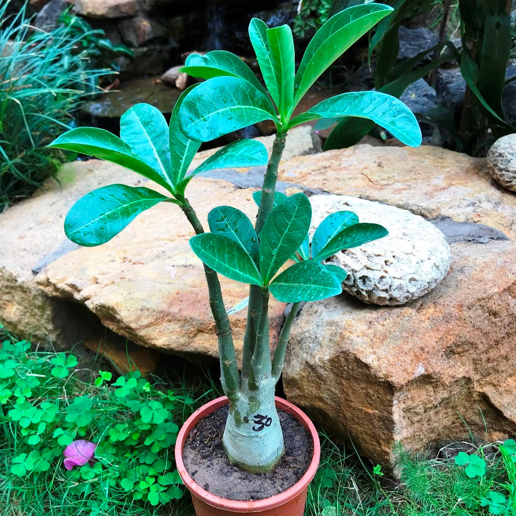 Adenium Arabicum - MMK+FB Plant - myBageecha