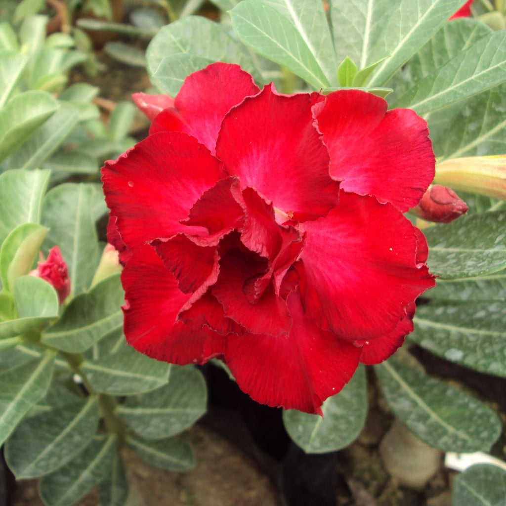 Burning Heart Adenium Plant - myBageecha