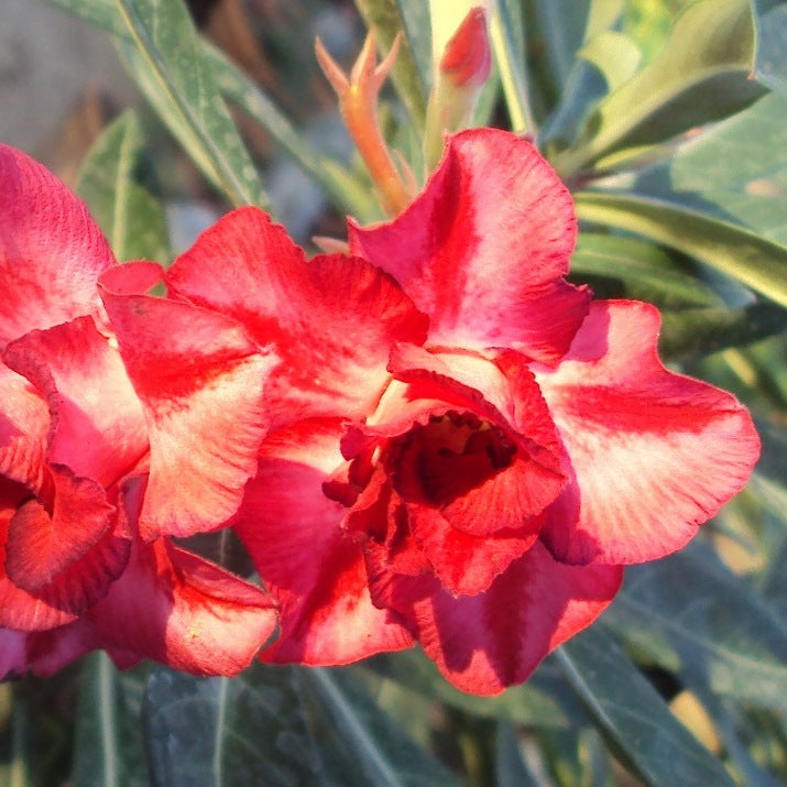 Dang U Thai Adenium Plant - myBageecha