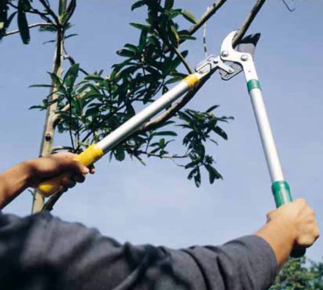 Ratchet Telescopic Anvil Lopper - myBageecha