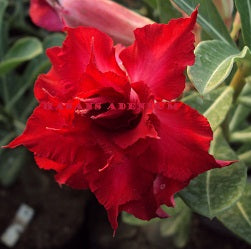 North West Adenium Plant - myBageecha