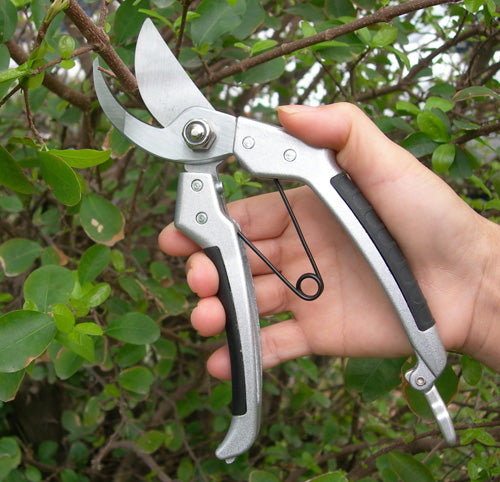Professional Pruner Silver : Garden Tools - myBageecha