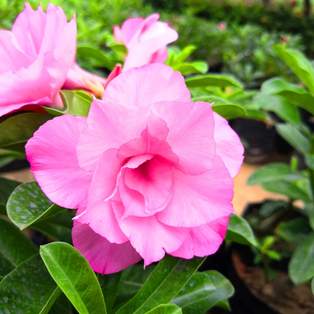 Fathuma Adenium Plant - myBageecha