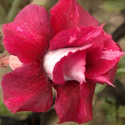 Siam Amio Adenium Plant - myBageecha