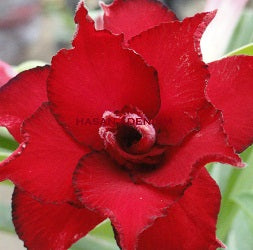 Chok Algekern Adenium Plant - myBageecha