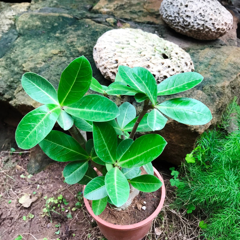 Adenium Arabicum-Godji(F1) Plant - myBageecha