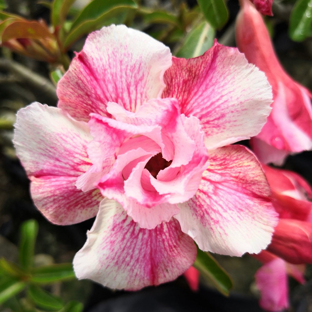 Siam Charming Adenium Plant - myBageecha