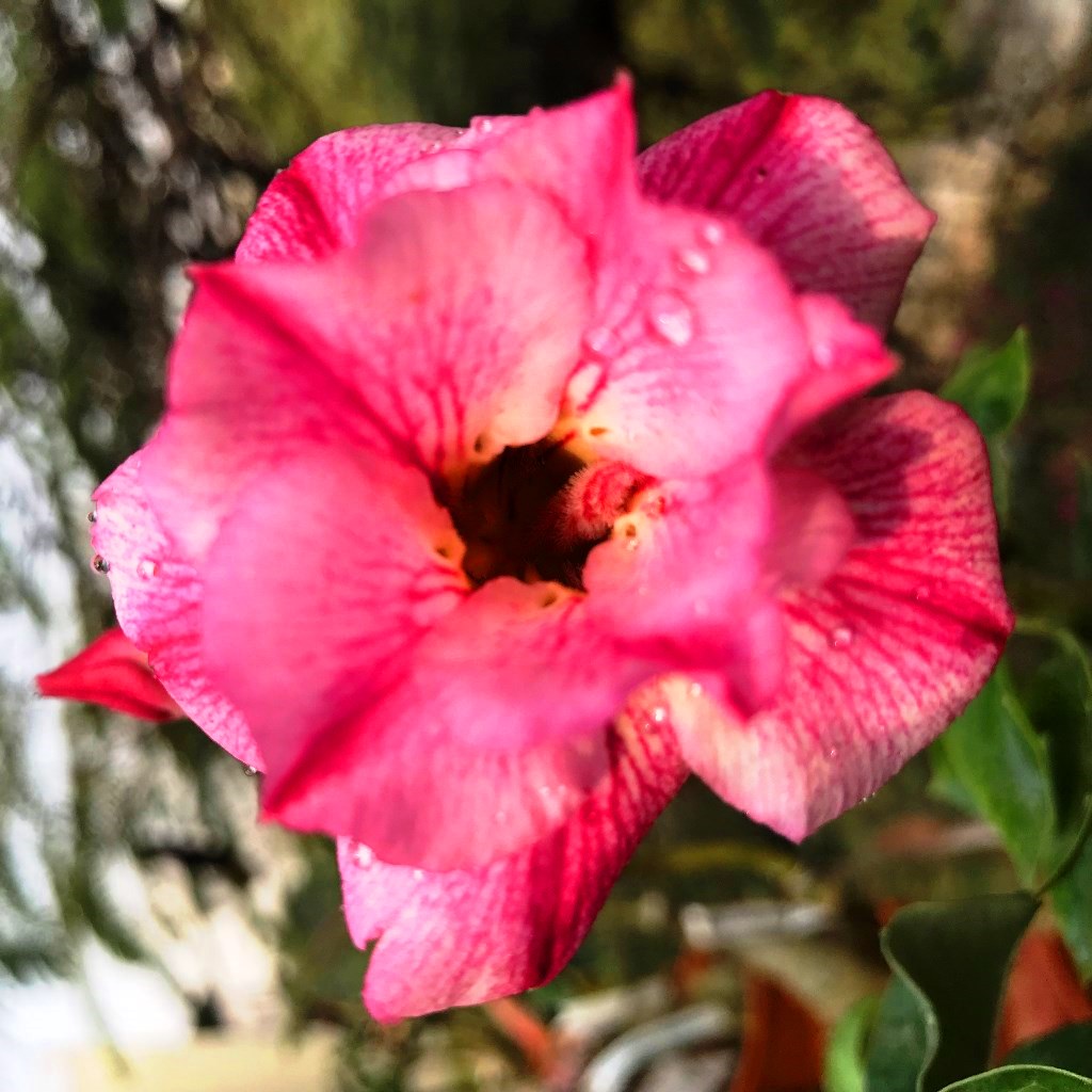 Siam Charming Adenium Plant - myBageecha
