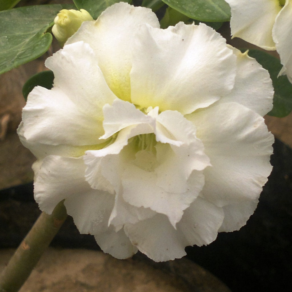 Thepthaida Adenium Plant - myBageecha