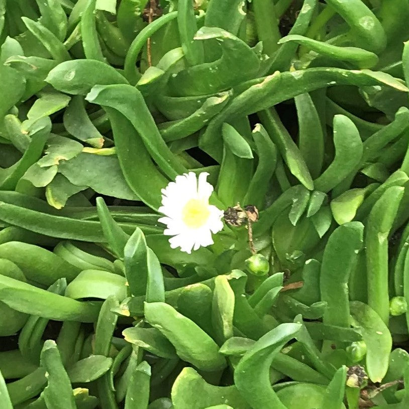 Delosperma Basuticum White Nugget Succulent Plant - myBageecha