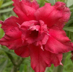 One In The Universe Adenium Plant - myBageecha