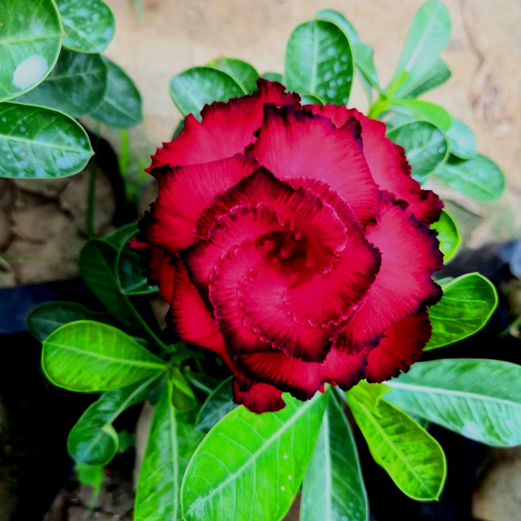 Daeng Hasadee Adenium Plant - myBageecha