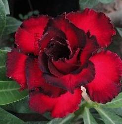 Daeng Hasadee Adenium Plant - myBageecha