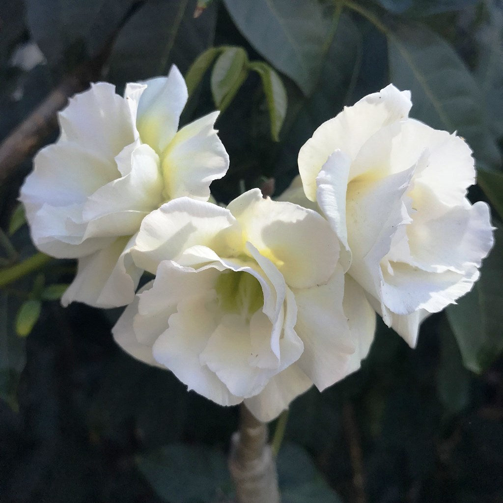 Kohomali Adenium Plant - myBageecha