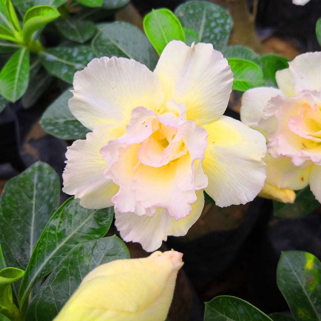 Kohomali Adenium Plant - myBageecha