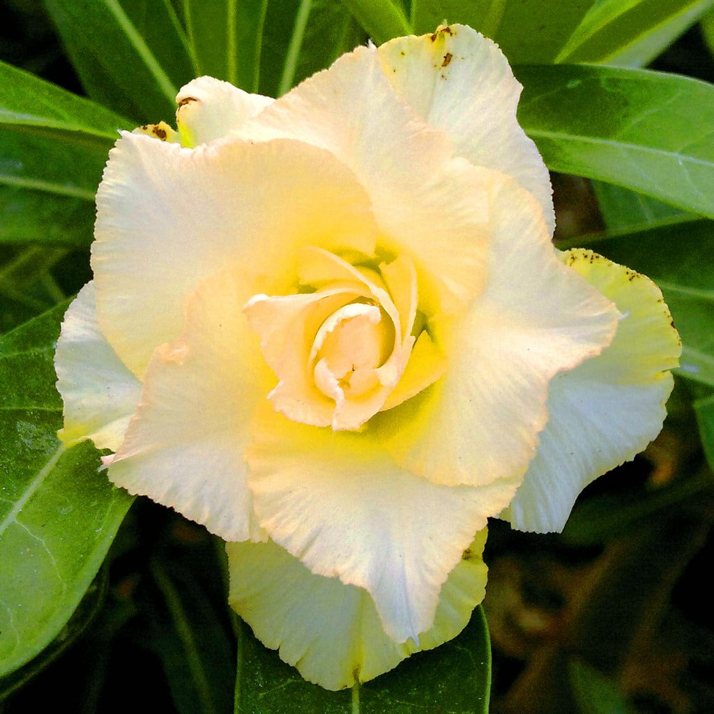 Golden Rose Adenium Plant - myBageecha