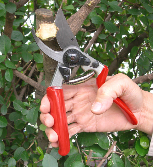 Nano 07 Plant Shears Red And Silver - myBageecha