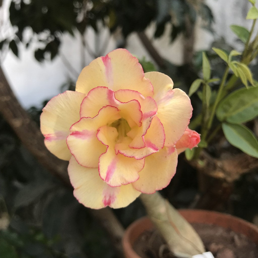 Love Bird Adenium Plant - myBageecha