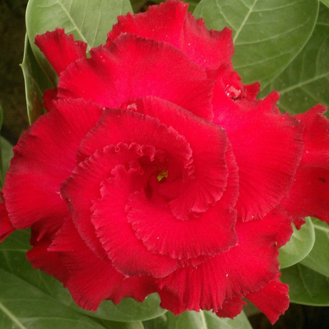 Miss Moscow Adenium Plant - myBageecha