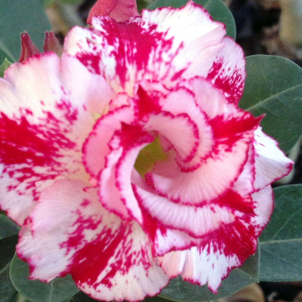 Miss Bangkok Adenium Plant - myBageecha