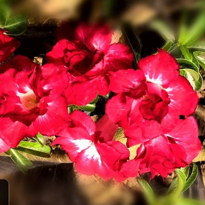 Siam Disco Adenium Plant - myBageecha