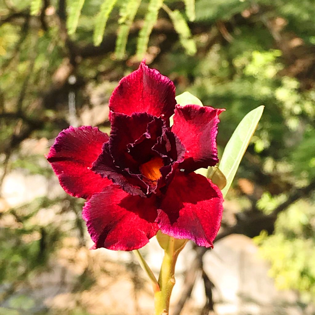 Black Swan Adenium Plant - myBageecha