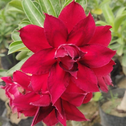 Northern Cardinal Adenium Plant - myBageecha