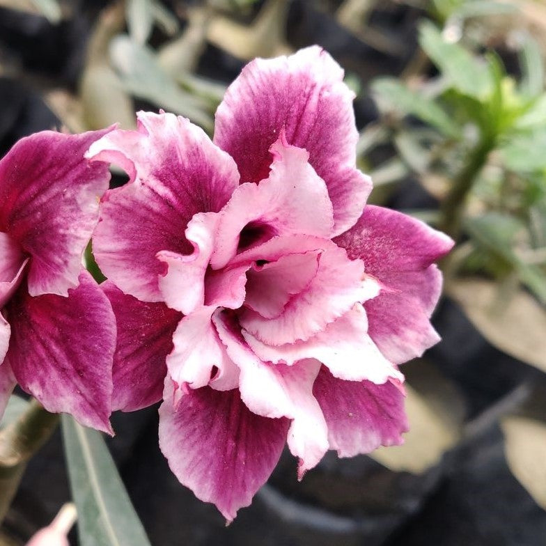 Purple Delight Adenium Plant - myBageecha