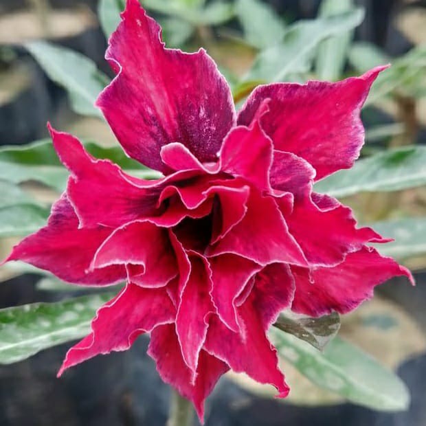 Pink Warbler Adenium Plant - myBageecha