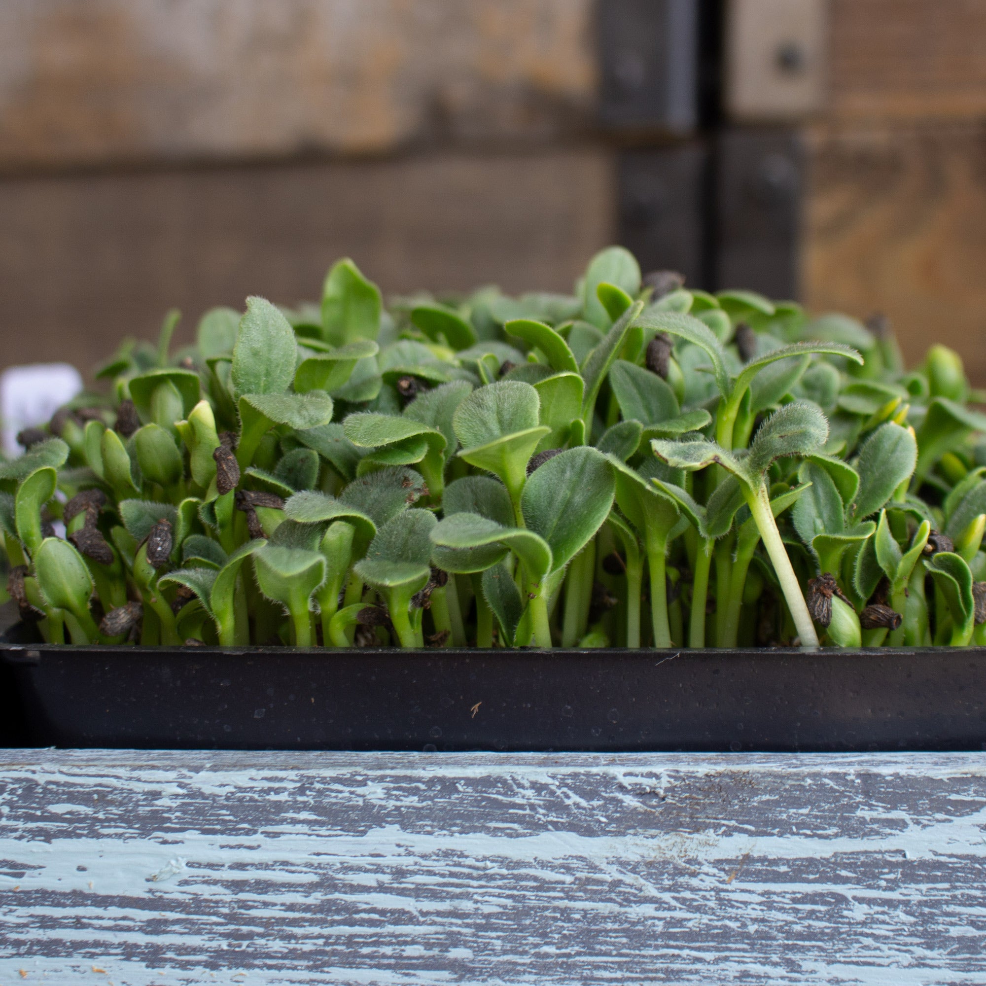 Borage microgreens leaves, All Season harvest - myBageecha