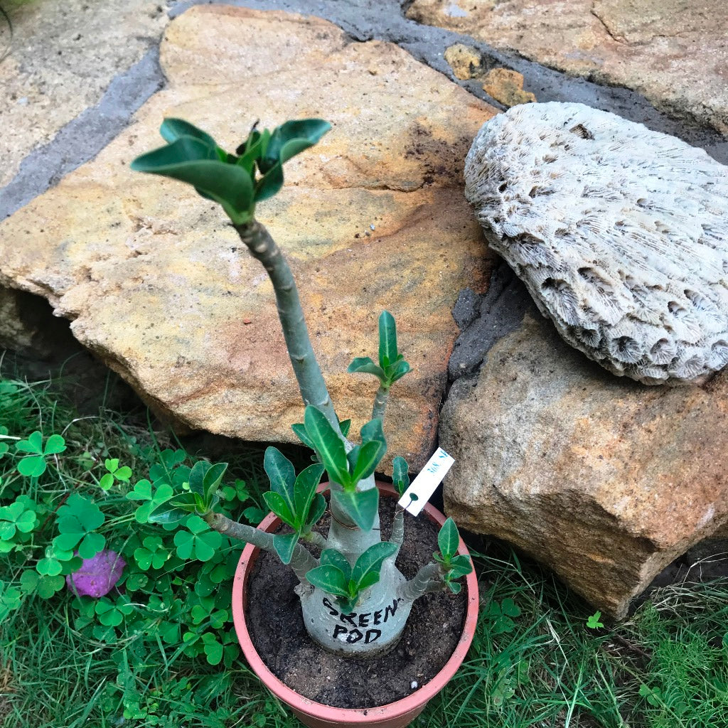 Adenium Arabicum - Green Pod Plant - myBageecha