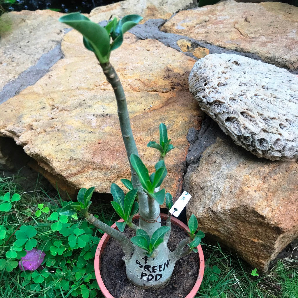 Adenium Arabicum - Green Pod Plant - myBageecha