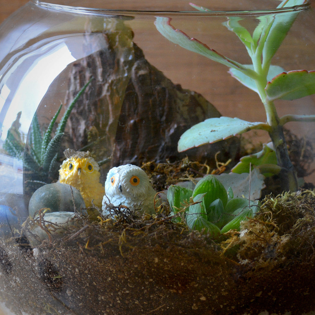 Starry Nights terrarium side view soil & moss - myBageecha