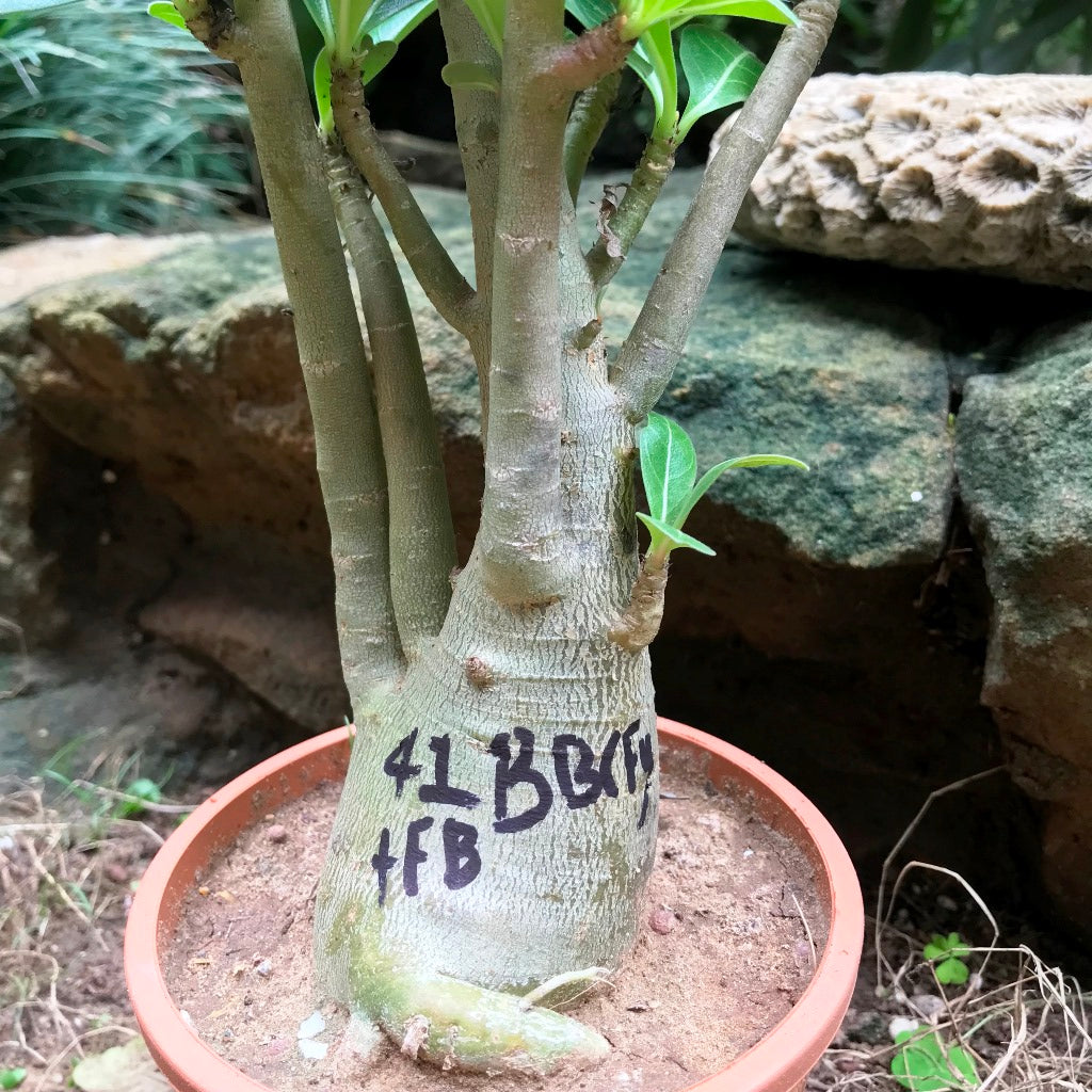 Adenium Arabicum BB(F1)+FB Plant - myBageecha