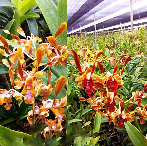 Den.Minnie-tangerinum x Juffery Tan-Sutiknoid - myBageecha