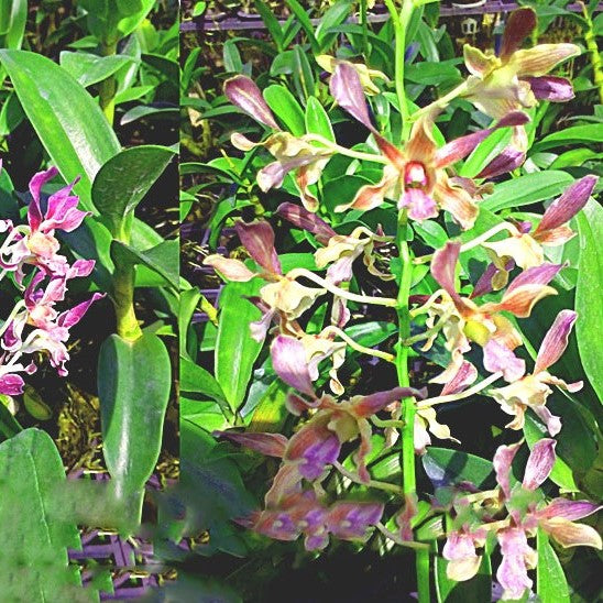 Den. Spin _Blue_ x Wendy Lim Shaung - myBageecha