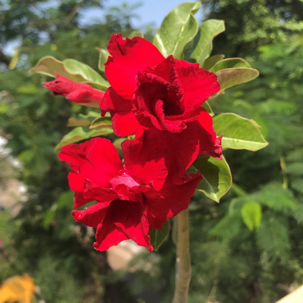 Cosmic Swirl Adenium Plant - myBageecha